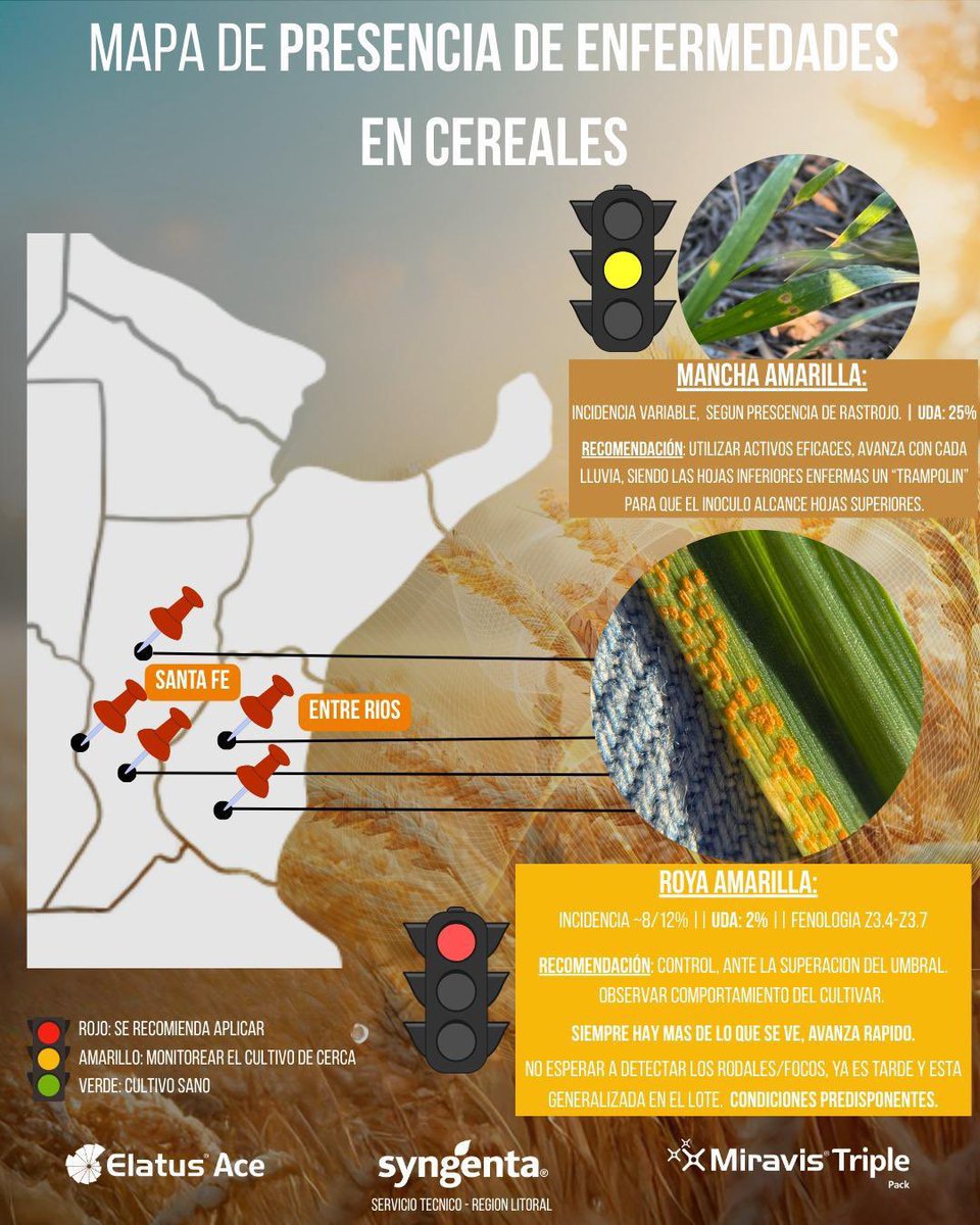 🔍 Monitoreo + 🎯 controles en momentos oportunos = rindes protegidos 🌾💪

#ElatusAce #MiravisTriplePack 
<a href="/Syngenta_ar/">Syngenta Argentina</a>