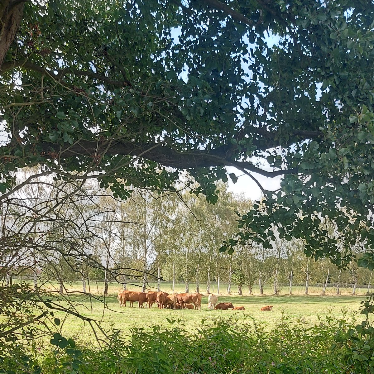 #FridayVibes 

So nice to see beautiful cattle having their own  space to roam. They're such sociable, sentient beings and to watch them quietly group, close together, before lying down for a siesta was lovely. F/Harmers please don't keep animals cooped up in utilitarian stalls.