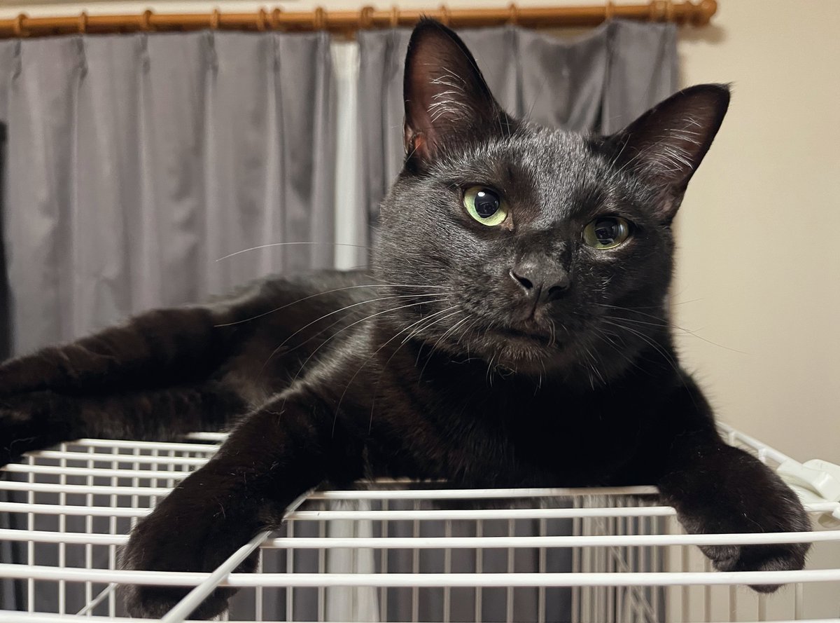 猫 巨体ながら窓辺に上れる自信がついた男 #自信しかない #それが