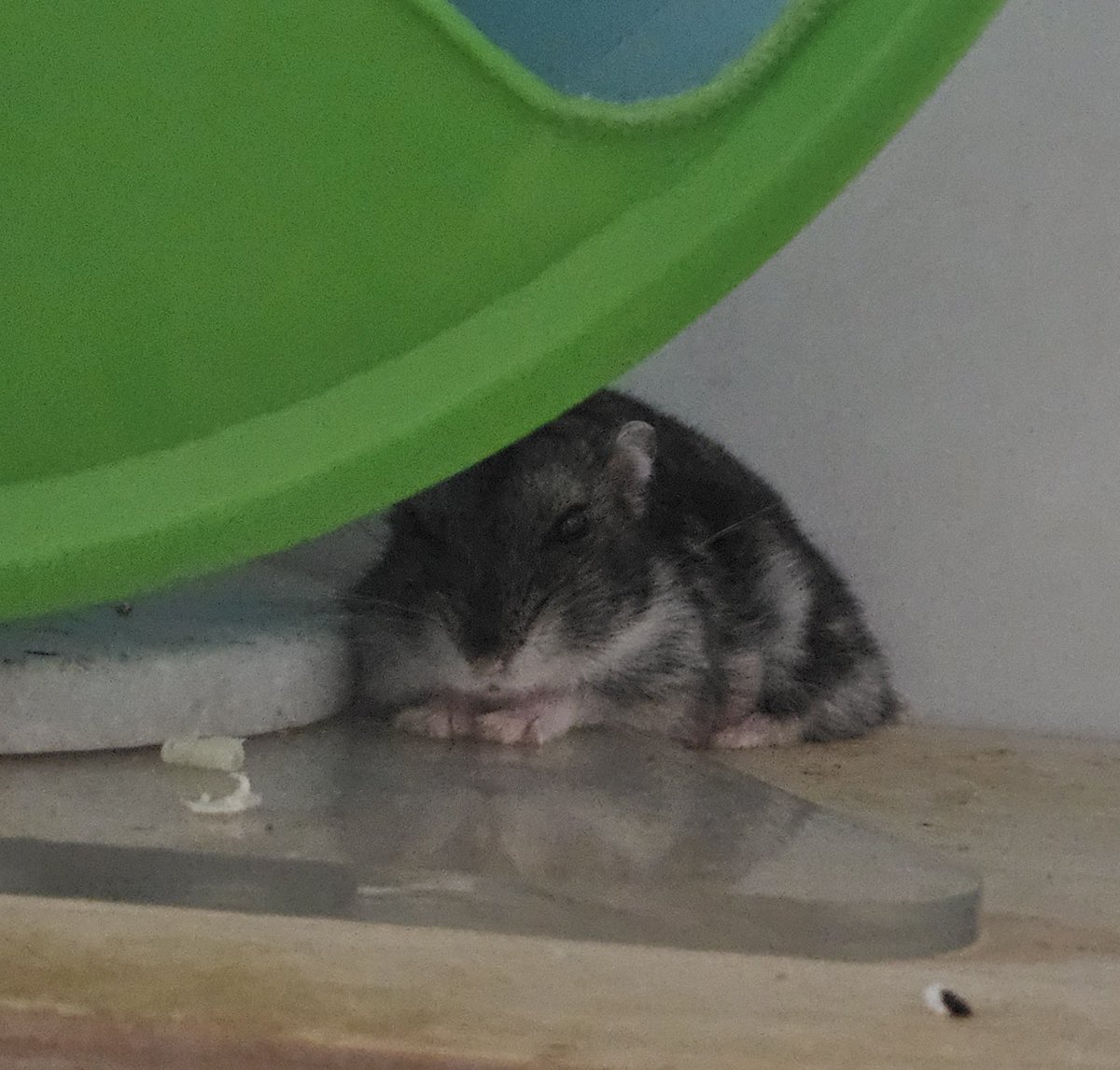 새우가 어제오늘 많이 힘들어하면서도 기운차리려 노력하고 있어요.....