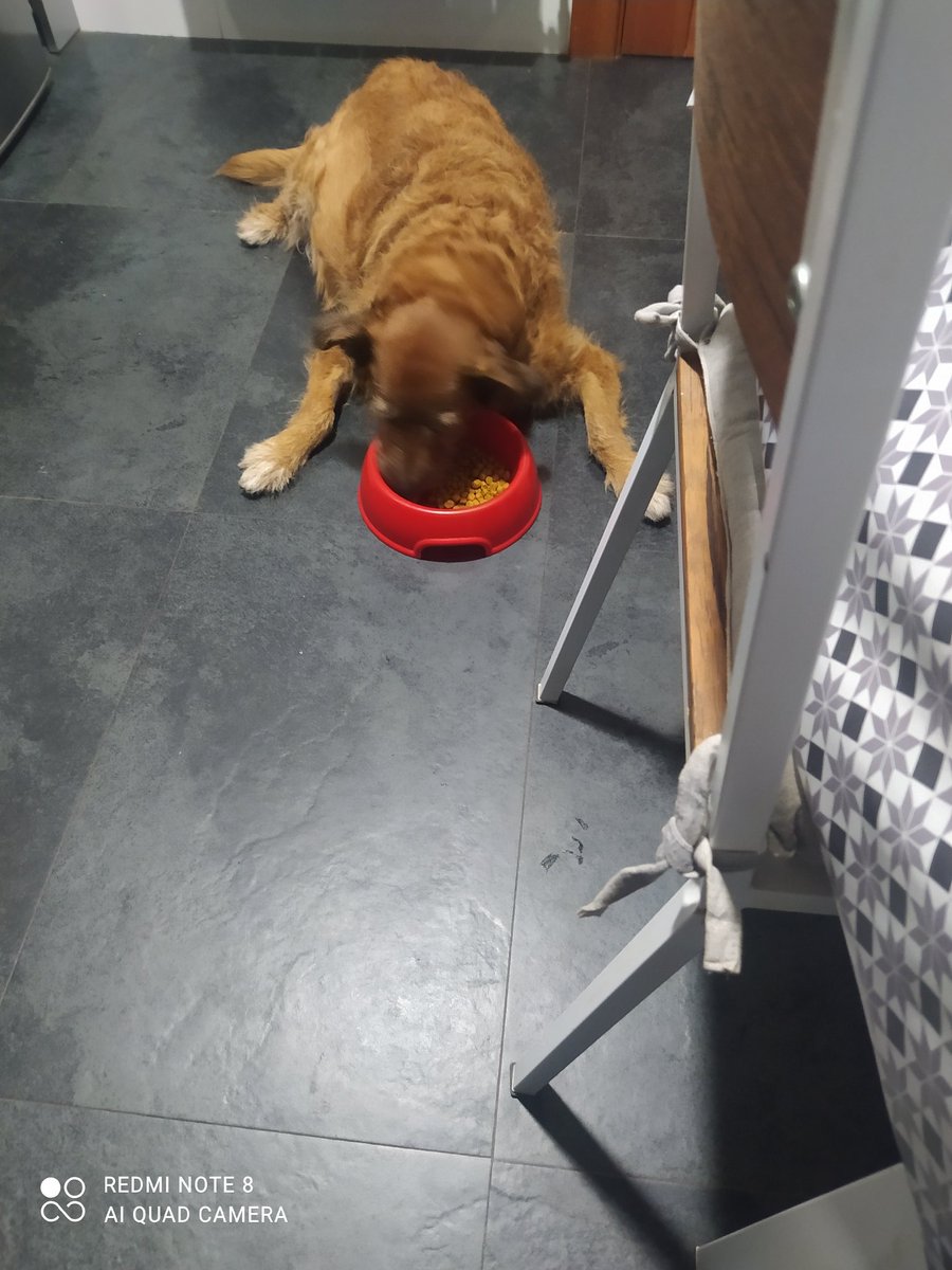 Con mis 73 años la verdad no estoy echo para sufrir esta pérdida, 
😭ADIÓS AMIGA