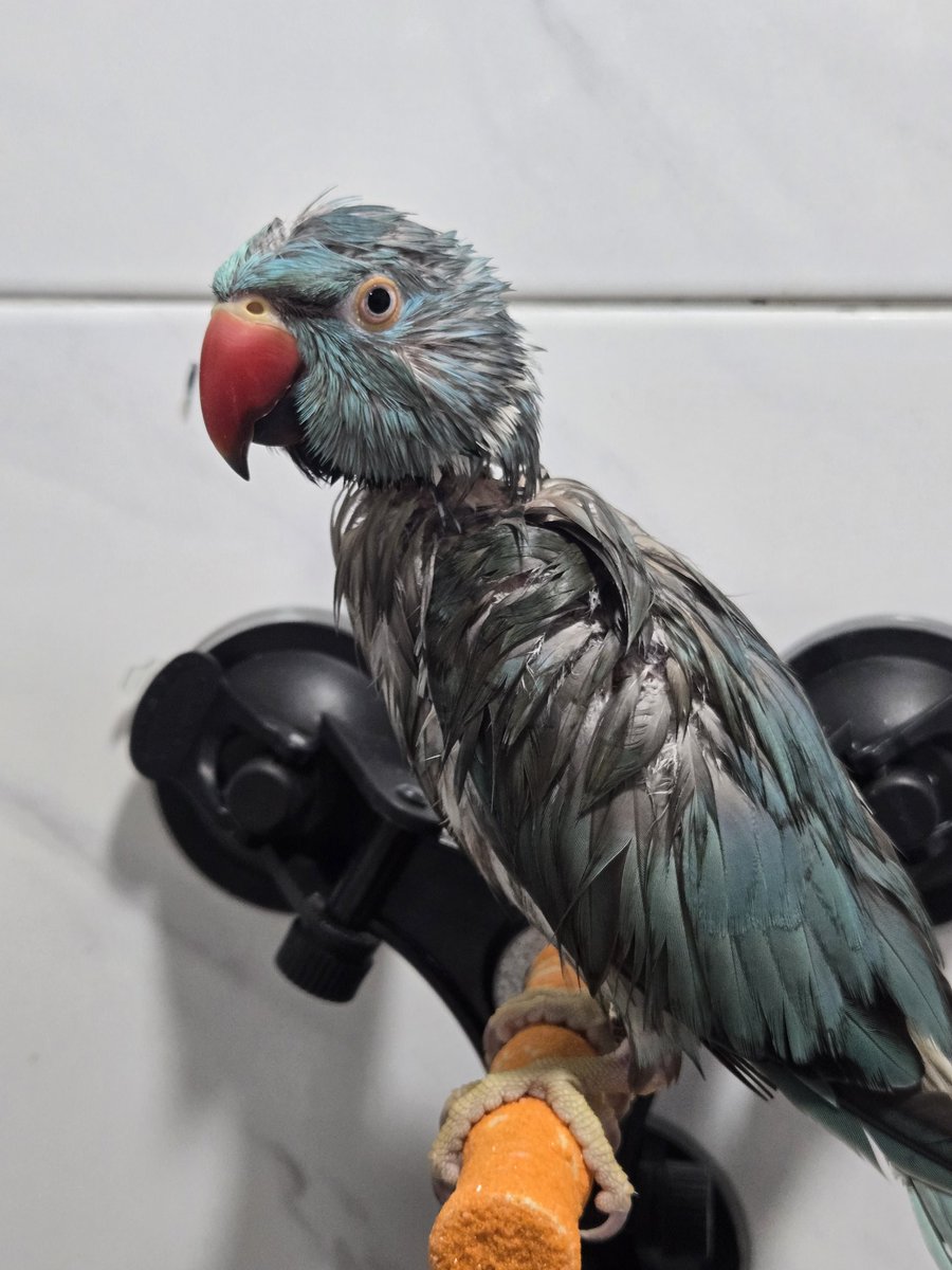 목욕 전
목욕 후