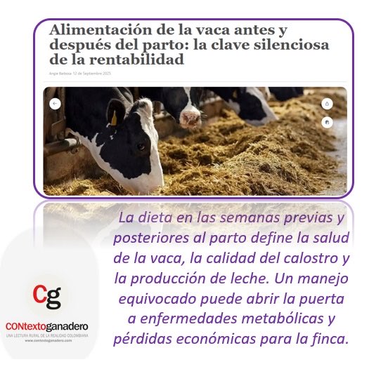 El parto es uno de los momentos más delicados en la vida productiva de una vaca.
#construyendoganadería 
@fedegan_col @jf_lafaurie