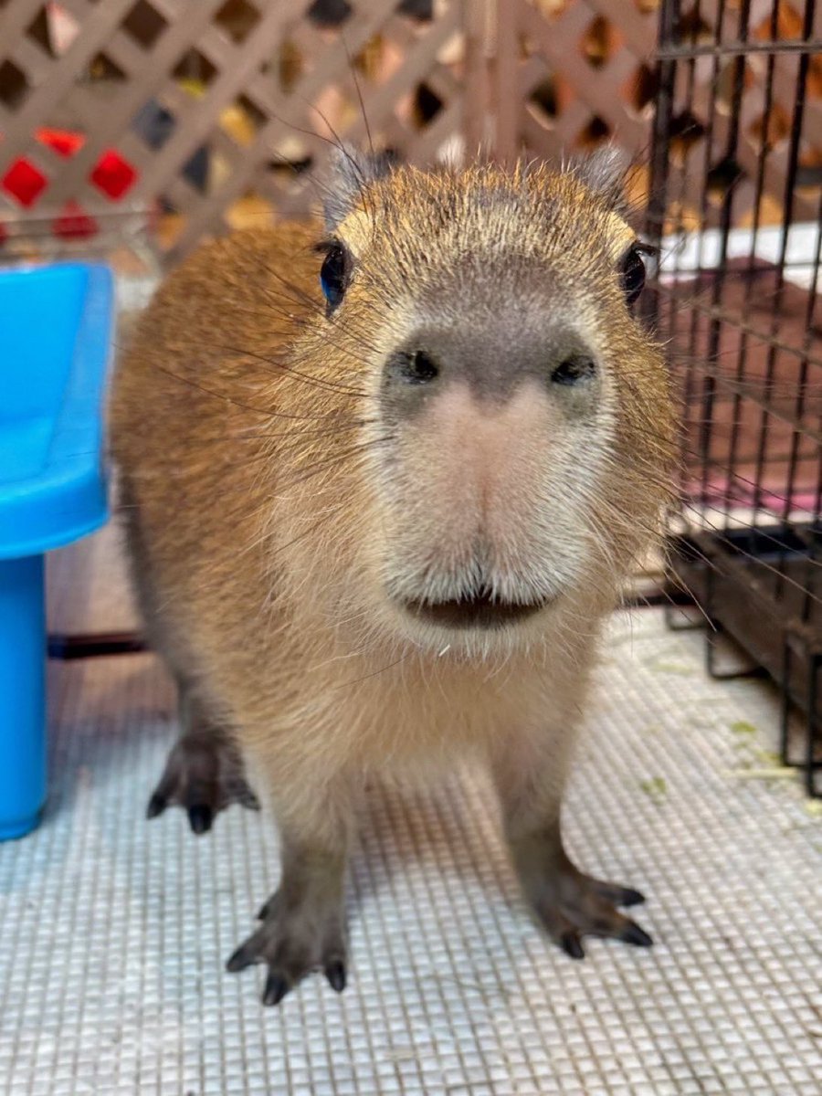 thecapytoken's tweet image. u scared me 😭