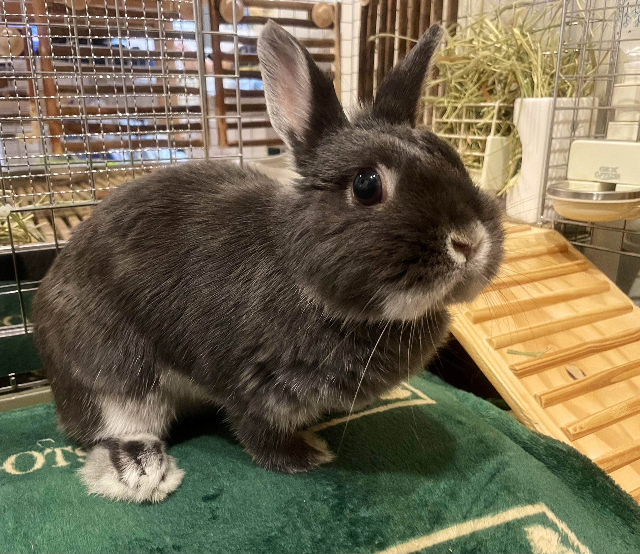 うさぎのすず on X: 