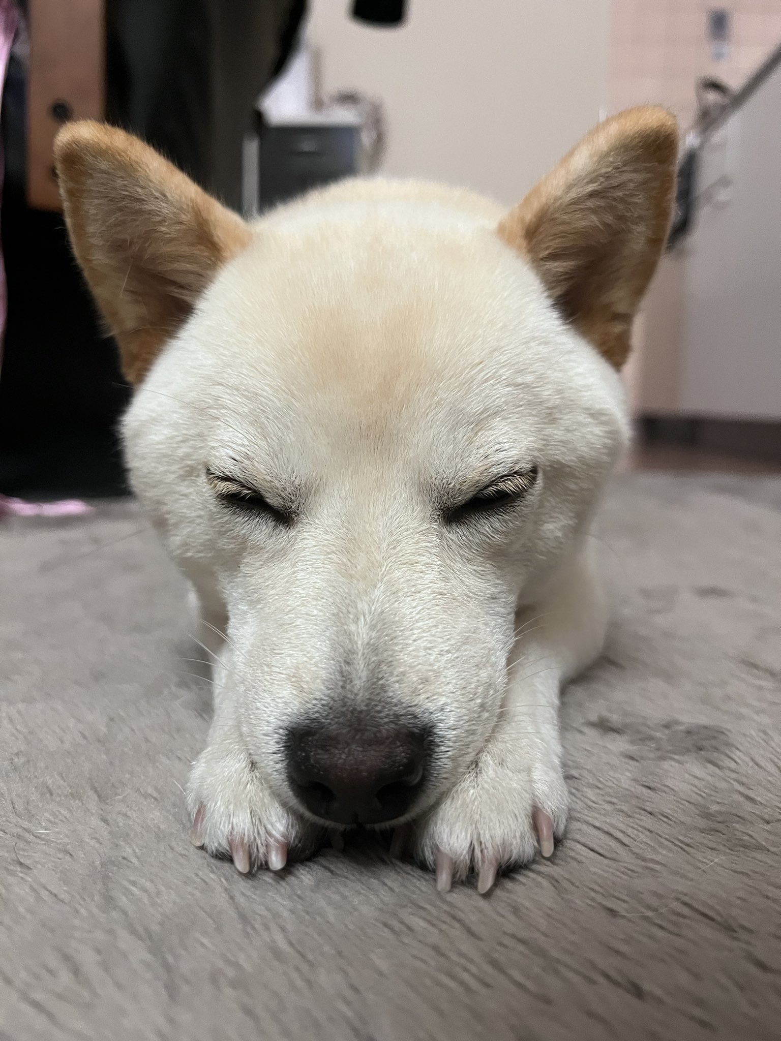 豆柴 豆柴女の子🐕 ご家族募集中‼️ あずき柴予想の小さい子です^_^お