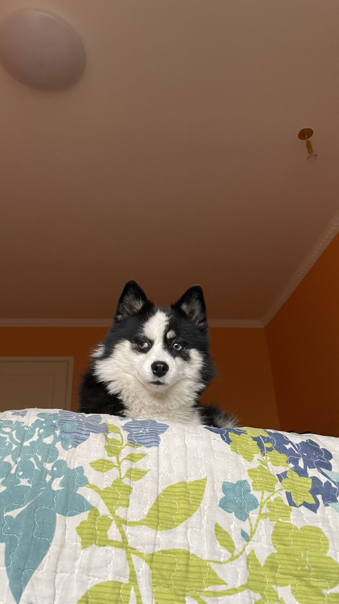 Собака мордой вниз — это когда она вот так с кровати свисает и осуждающе взирает на мои упражнения