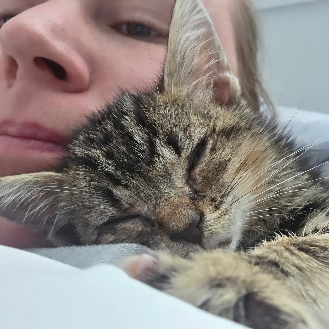 7ykmn0jgjdl8k's tweet image. Conrad is the sweetest little kitten. He's full of love and playful energy ❤️

Is there anything better than kitten snuggles?

#adoptdontshop #cute #cutekitten #cutenessoverload #kittens_of_world #givemeallthekittens #savealife #kitten #kittens #kittenrescue #rescuekitten