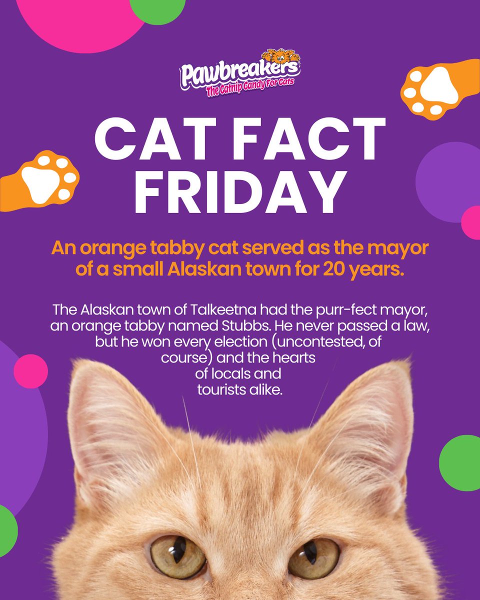 MrCatnip_222's tweet image. 20 years. Zero laws. Unlimited charm.
Mayor Stubbs really ran the place… straight into everyone’s hearts. 🧡
#pawbreakers #madeinalaska #mayor #catcatcat #stubbs #catslifestyle
wix.to/IOWyNzj