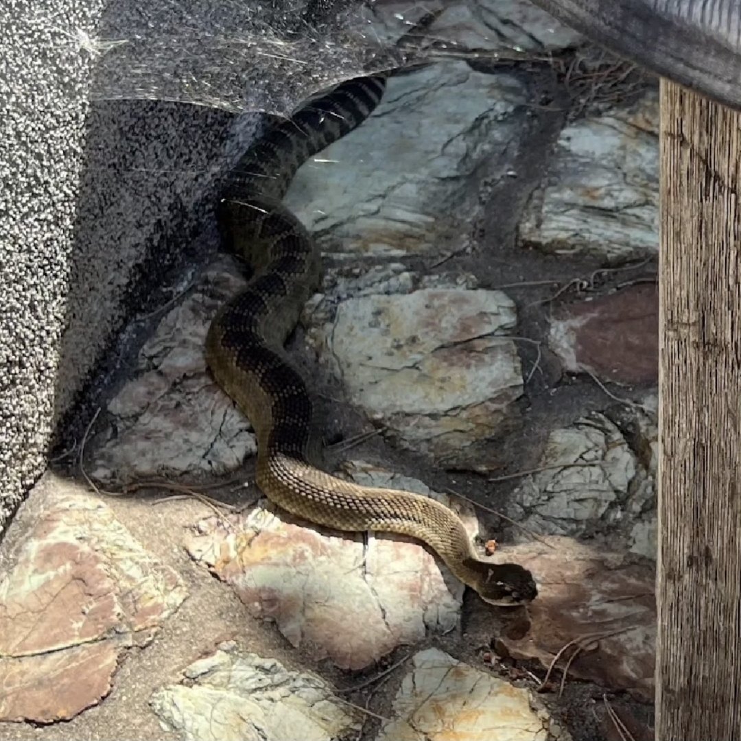 Blending into the shadows! We relocated this rattlesnake today from a home in the Los Osos Valley in San Luis Obispo. A big thanks to the resident, Patty, for making a generous donation to us because "you responded quickly and saved the rattlesnake!"