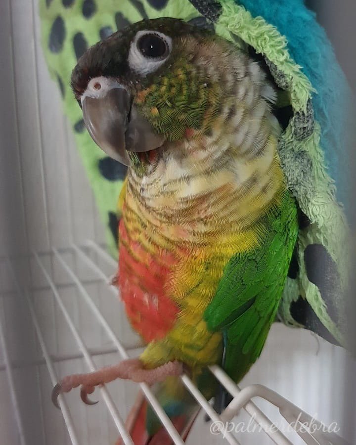 palmerdebra's tweet photo. My baby Quando 💛 We got him a little tent house thinking he’d curl up inside to sleep… but nope! He preferred to lean against it and snooze instead. Such a character. 🐦✨  

#Quando #Coneur #PetBird #Pet #Bird #FeatheredBaby #FeatheredFriend https://t.co/N0H85TyZh7