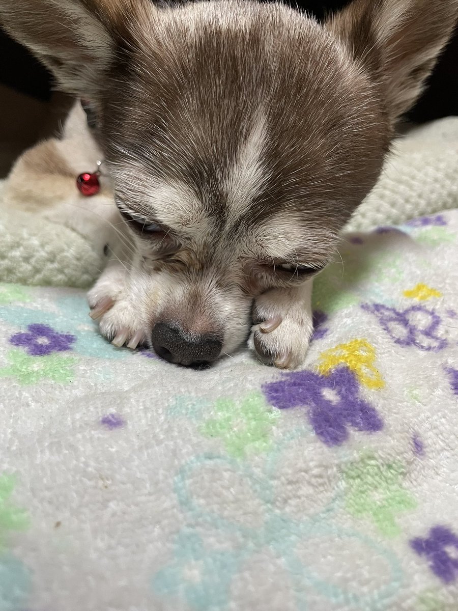 寝る前のお薬は眠い眠い