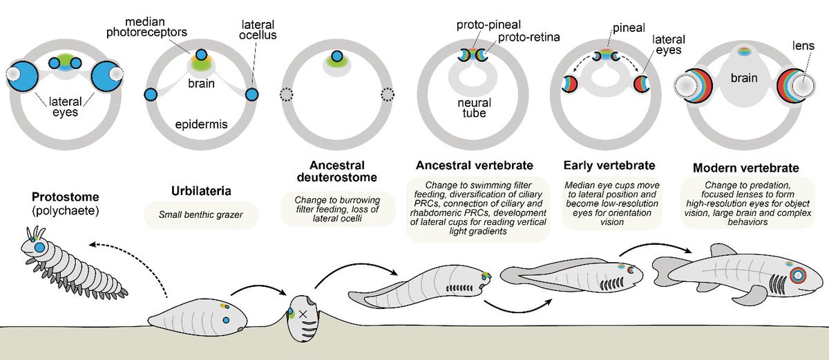 ..with a huge payoff, in gradual steps:
✅Choice of right depth
✅Body posture
✅Visually - guided locomotion, eventually

7/n