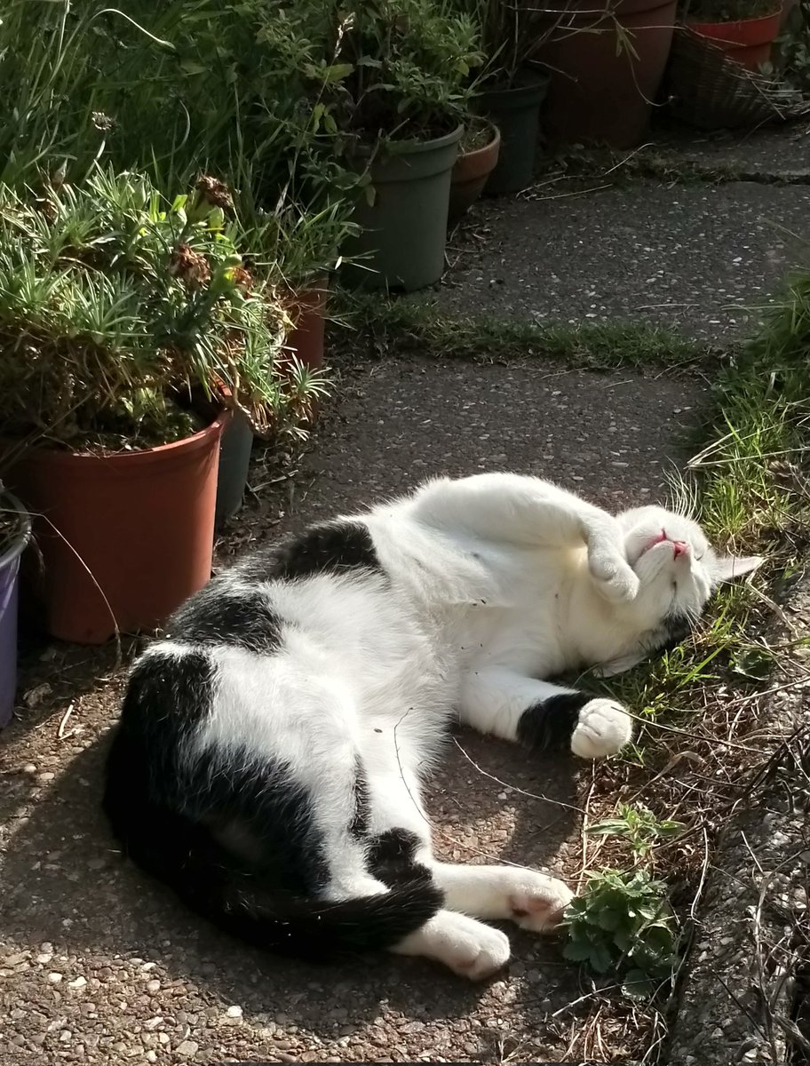 TadejCrasijevec's tweet photo. Dziś mija 5 lat odkąd poznałem moje panie (służące), 2 lata później się do nich wprowadzilem. https://t.co/wU9Zo02ukt