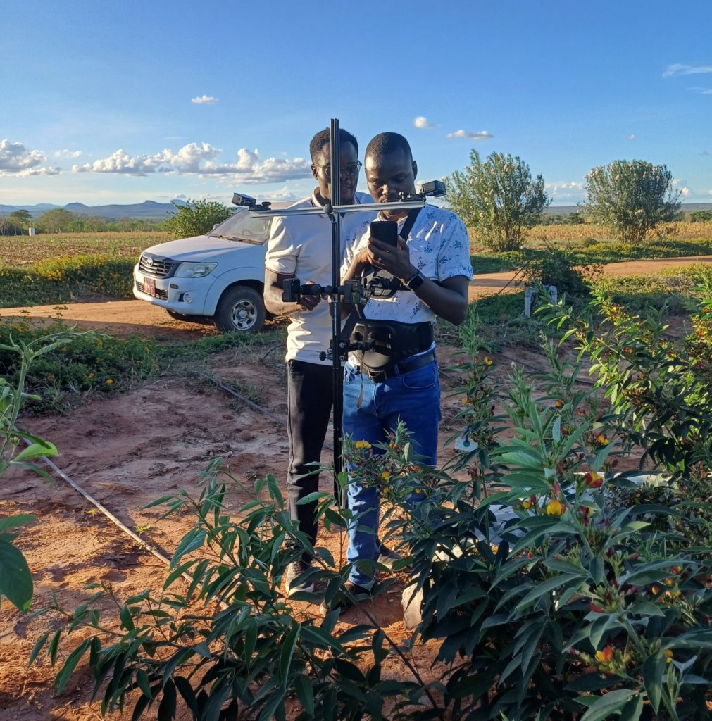.<a href="/CIMMYT/">CIMMYT</a> is transforming plant breeding using AI-powered phenotyping in collaboration with <a href="/TweetQED/">QED.ai</a>, <a href="/BiovIntCIAT_eng/">Alliance of Bioversity International and CIAT</a>, @Gatesfoundation, and <a href="/The_ADCIN/">Africa Dryland Crops Improvement Network</a>. This innovation speeds up phenotyping, providing breeders with quick, objective insights in the field. bit.ly/4maIOoA