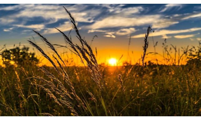 AUDIO DELLE POESIE CHE AMO
impresaoggi.com/it2/2647-le_po…
D'ANNUNZIO - La sera fiesolana
FRESCHE le mie parole ne la sera
ti sien come il fruscìo che fan le foglie
del gelso ne la man di chi le coglie
silenzioso e ancor s’attarda a l’opra lenta
su l’alta scala che s’annera
contro il