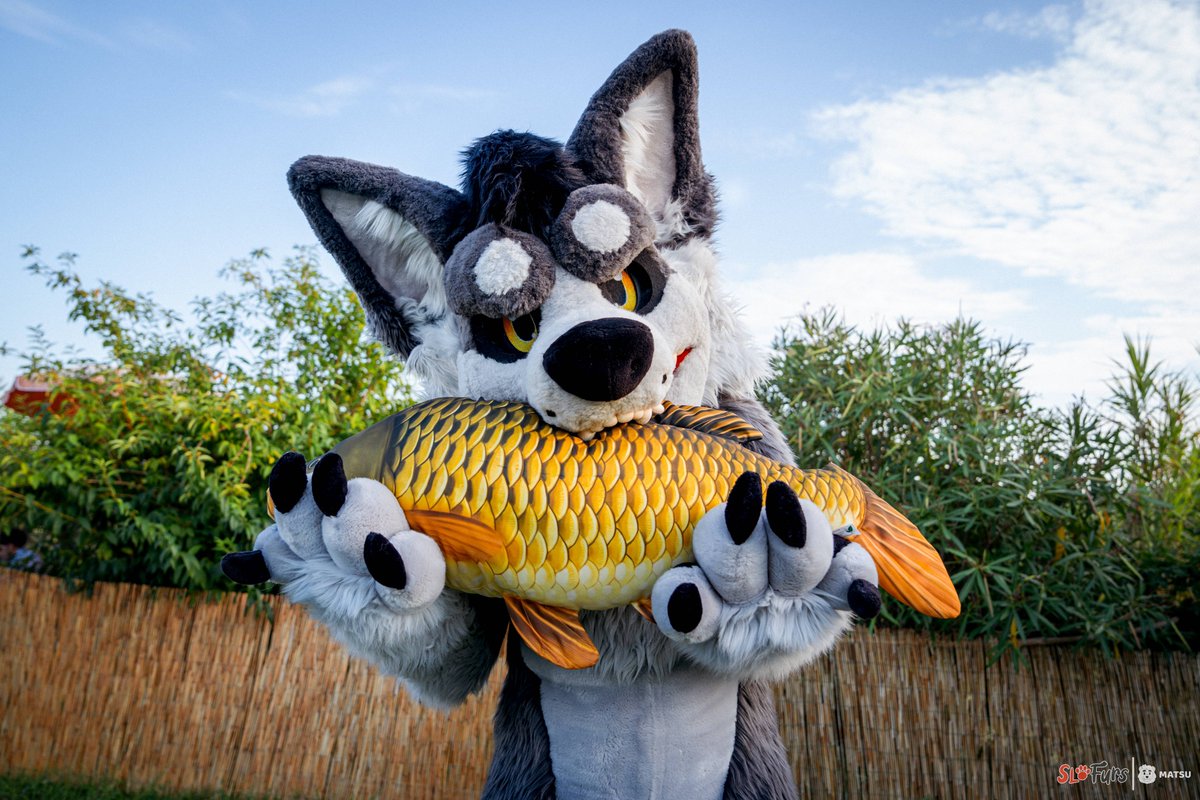 Fish obtained. 🐟🐺
🖼️ - <a href="/MatsuBeaw/">Matsu 🐻 🔜 Megaplex, EF, Goldenhorn</a>
#FursuitFriday #Furries #Furry