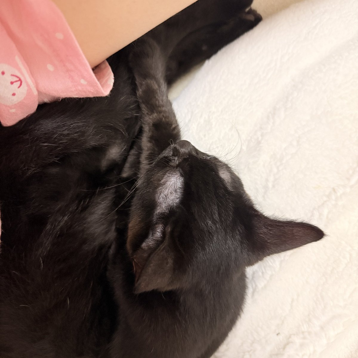 김꼬깜 녀석~~ 내가 뽀뽀 몇 번 해줫더니 그 뒤로 부쩍 치대네? 왜.. 나랑 꽤 친밀해진 것 같아?ㅋㅋ