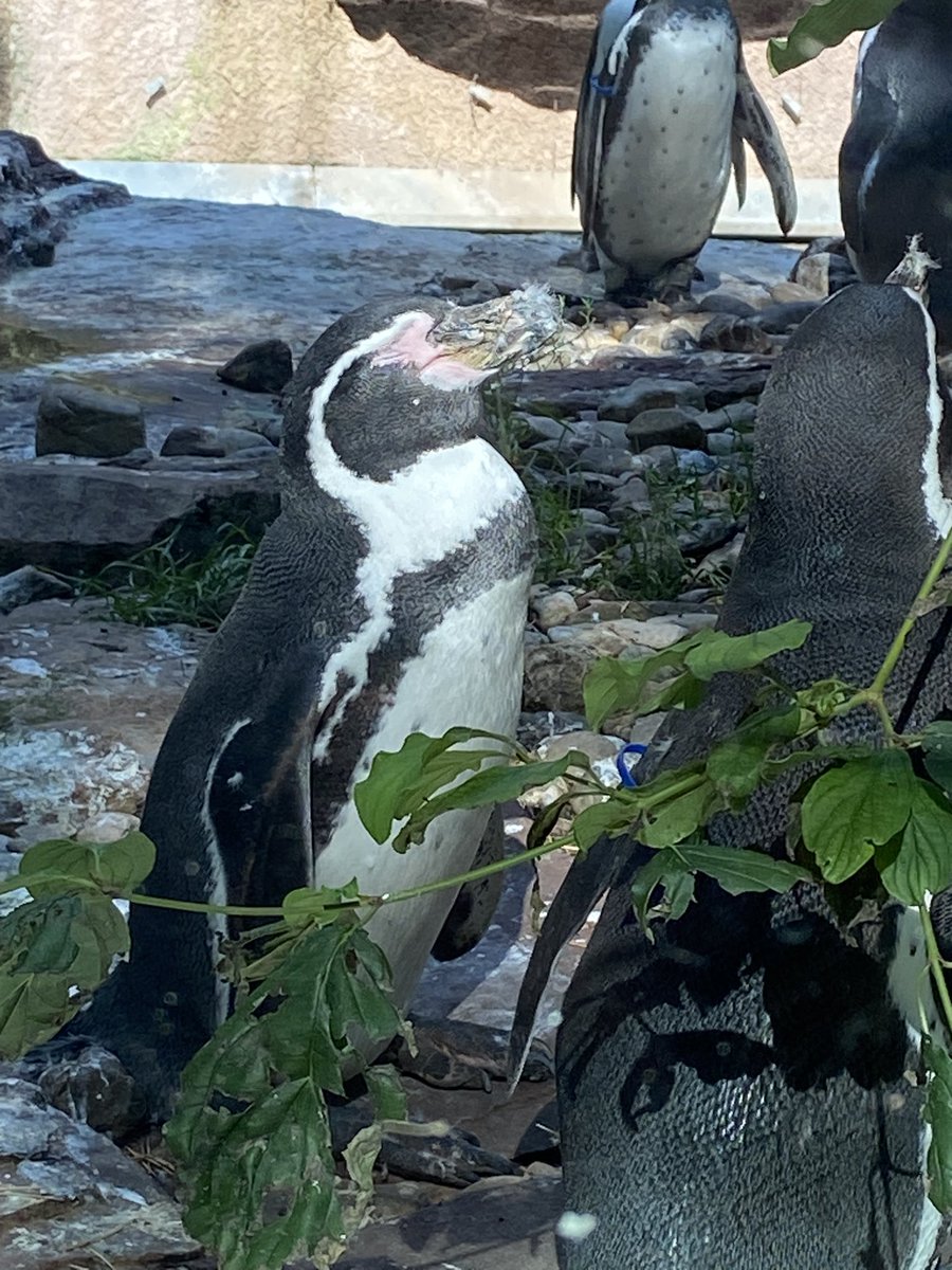 Seeing my favorite animal with <a href="/IrjeanSC/">Jean</a>  :D AND HIS TOO