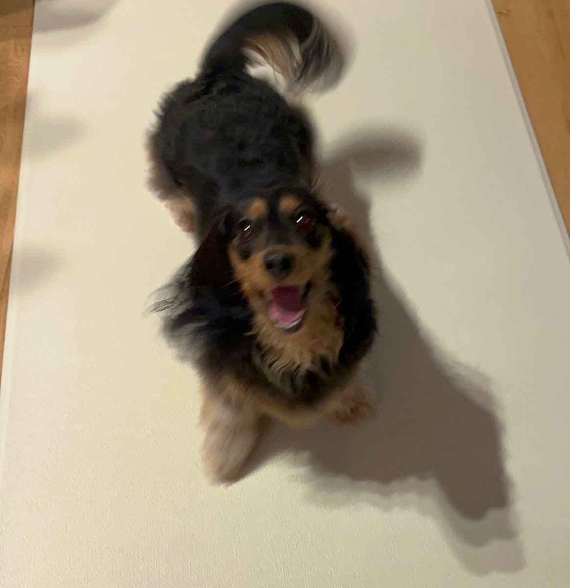 坊にやわらかボールを買ったらさ、ういちゃんめちゃくちゃ喜んで可愛いから写真撮ったけどはしゃぎすぎてブレブレ。