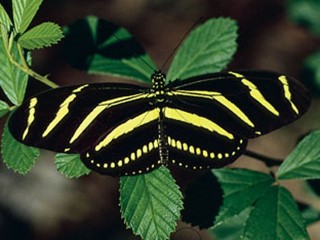 FLSecofState's tweet photo. In 1996, Florida’s legislature designated the zebra longwing as the official state butterfly.  Found throughout the state, this butterfly has a reputation for being an intelligent insect.  They remember their food sources and return repeatedly to feed on the same plants.  See more of our state symbols here: https://t.co/wTcMEoMxtm