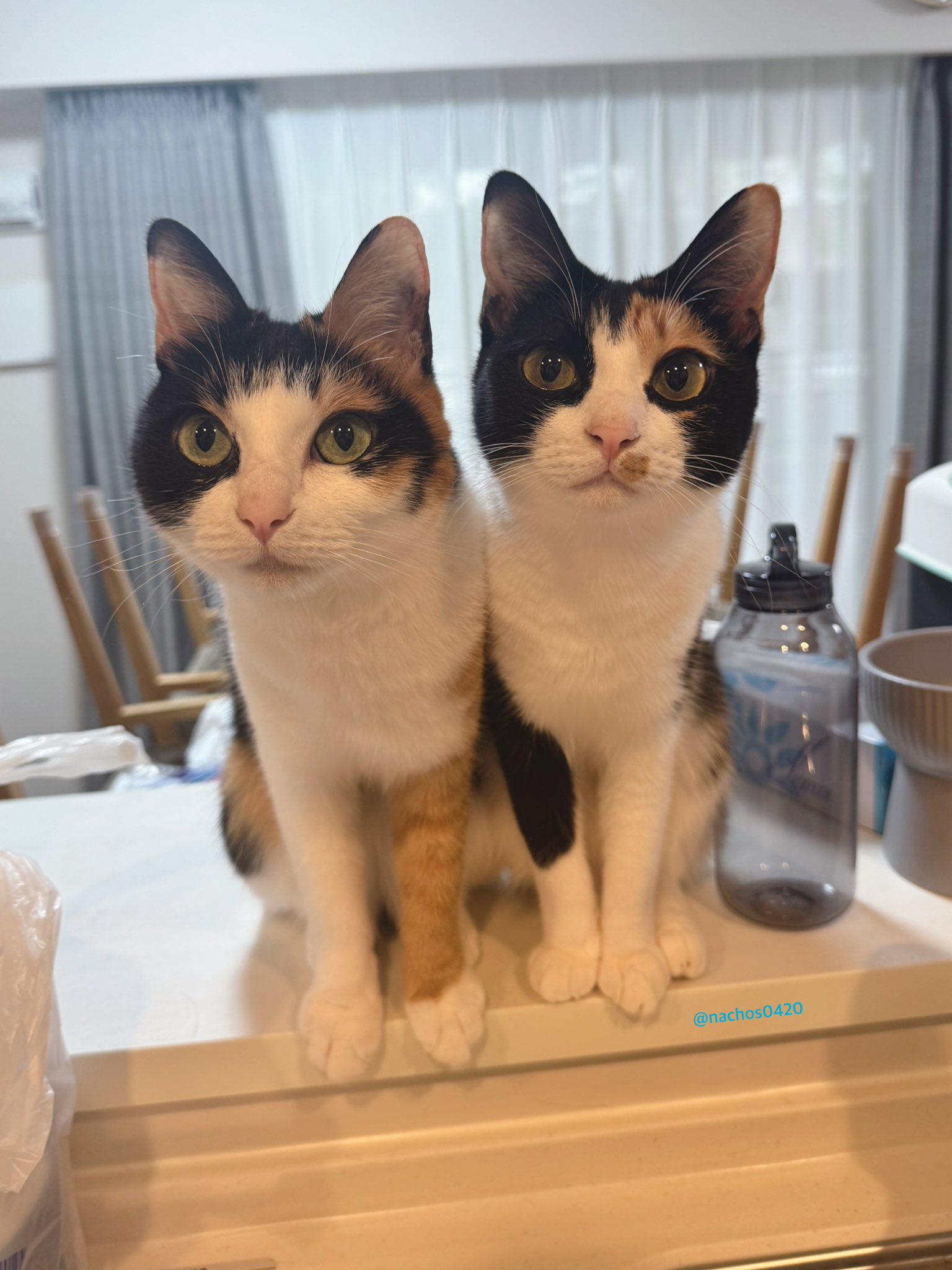 ❤️バナナ猫様❤️スーティ2体セット ❤️バナナ猫様❤️スーティ2体セット バナナ｜猫グッズ・猫雑貨の
