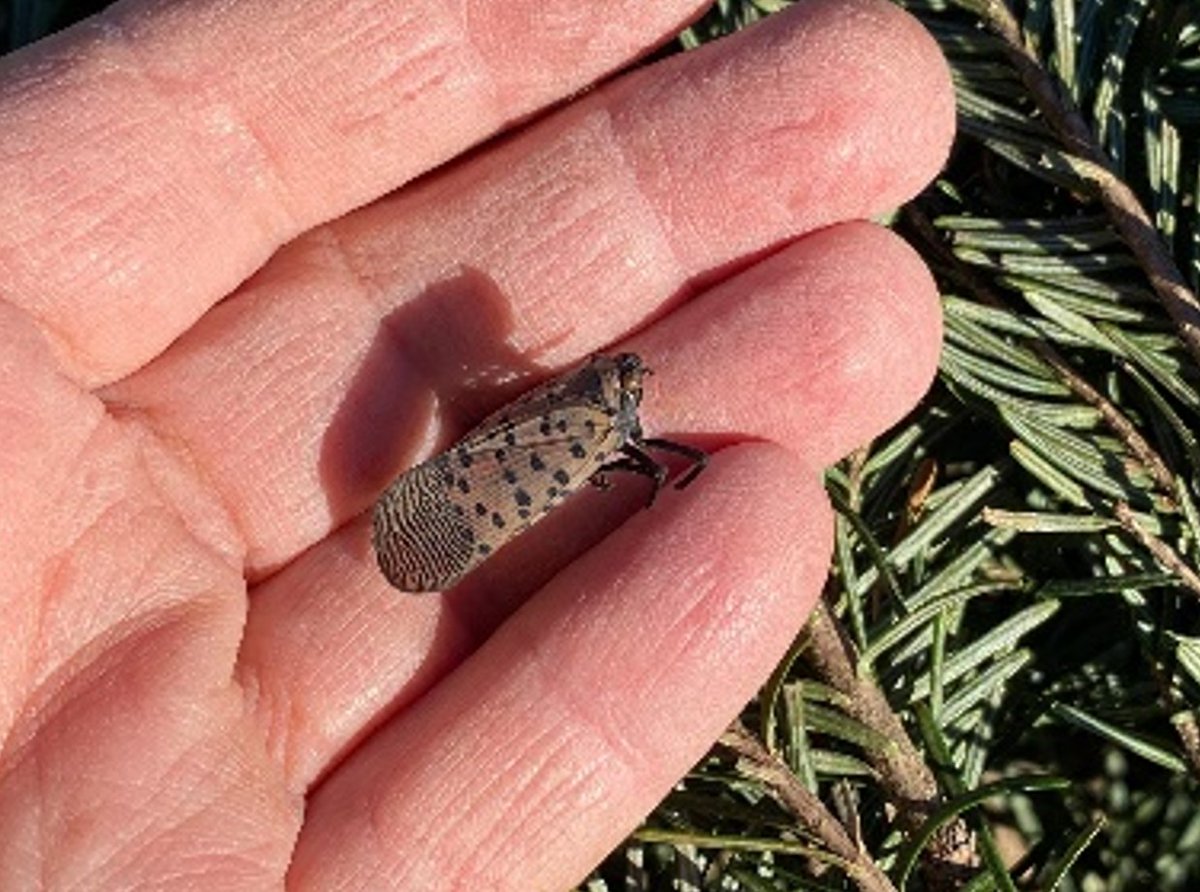 🚨 Invasive Pest Alert 🚨

Watch for Spotted Lanternfly! This pest threatens Virginia’s landscapes and crops. 

🪲 Help protect Virginia by stomping or smacking it! Your actions matter! 

#ProtectVaAg #InvasiveSpecies