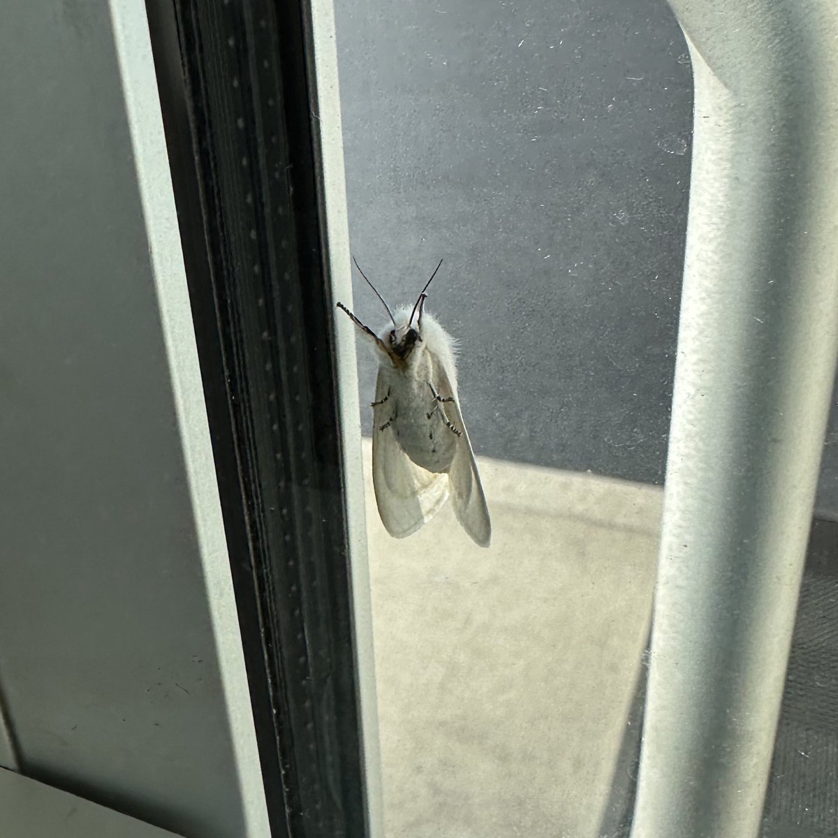 there’s a lil cutie pie hanging out at my work today 🙂‍↕️