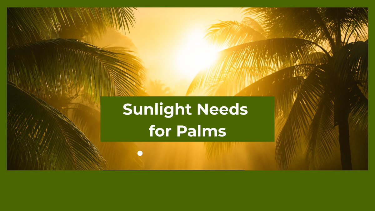 LovelyPalms1's tweet photo. Sunlight Needs for Palms

"Light for palms is like a daily routine—when it's steady and balanced, they flourish with energy and grace."  https://t.co/Q0bVSN8sqT #PalmTree #Sunlight #Palms https://t.co/yc0JcfulYA