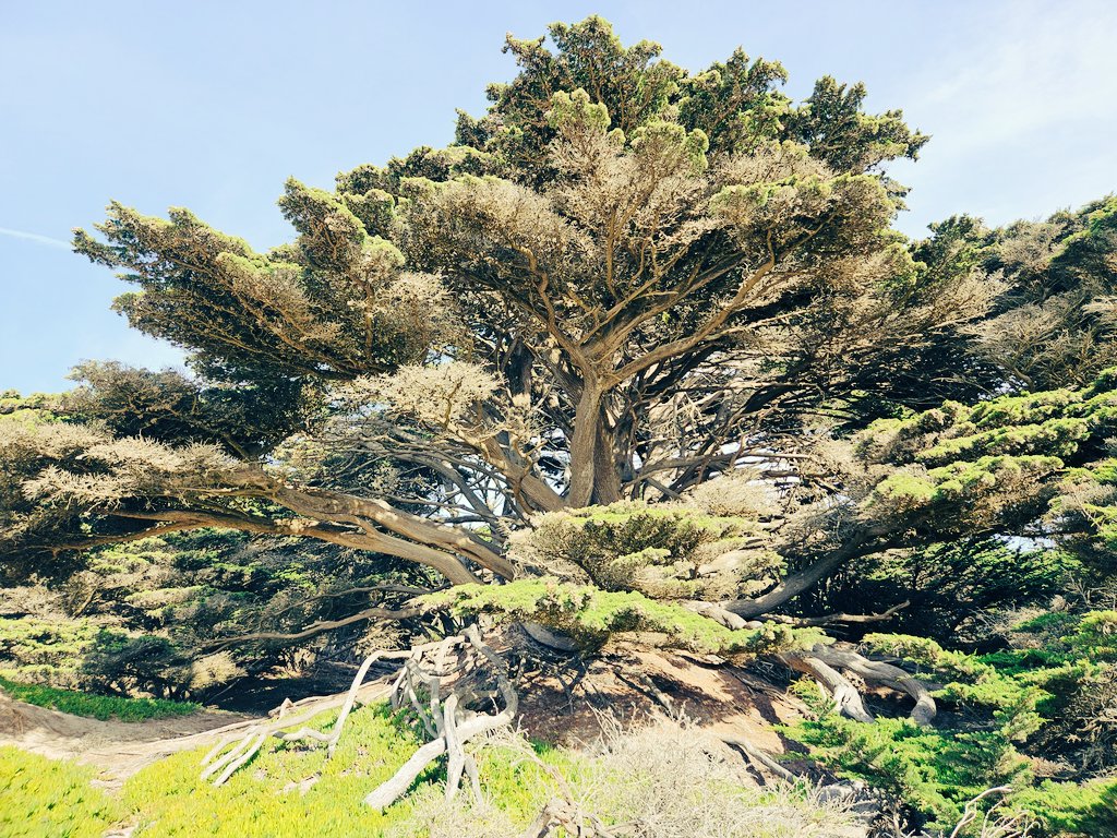 Pelaez2025's tweet photo. @annaJones980 Majestic! π£
#Grateful #exploring #nature #optoutside #joyful #happyinside #scaredycat #summer #bluesky #beautifulday #hiking #adventure #TreeClub https://t.co/2NXna7P4b8
