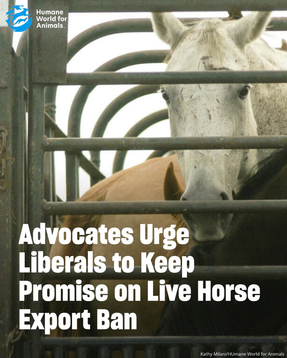 Advocates will gather outside the Liberal caucus retreat in Edmonton, Canada, today to rally for horses and urge the governing Liberal Party to keep its 2021 promise to ban the live export of horses for slaughter. humaneworld.org/en/news/advoca…