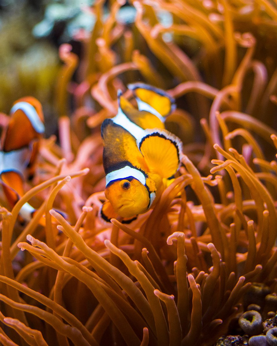 Come find Nemo and thousands of other incredible sea creatures at <a href="/OceanarioLisboa/">Oceanário</a>! 🐠Embark on an underwater journey across the world’s marine habitats. From the icy Antarctic to tropical waters to an underwater forest installation, you won’t be short of aquatic wonders.