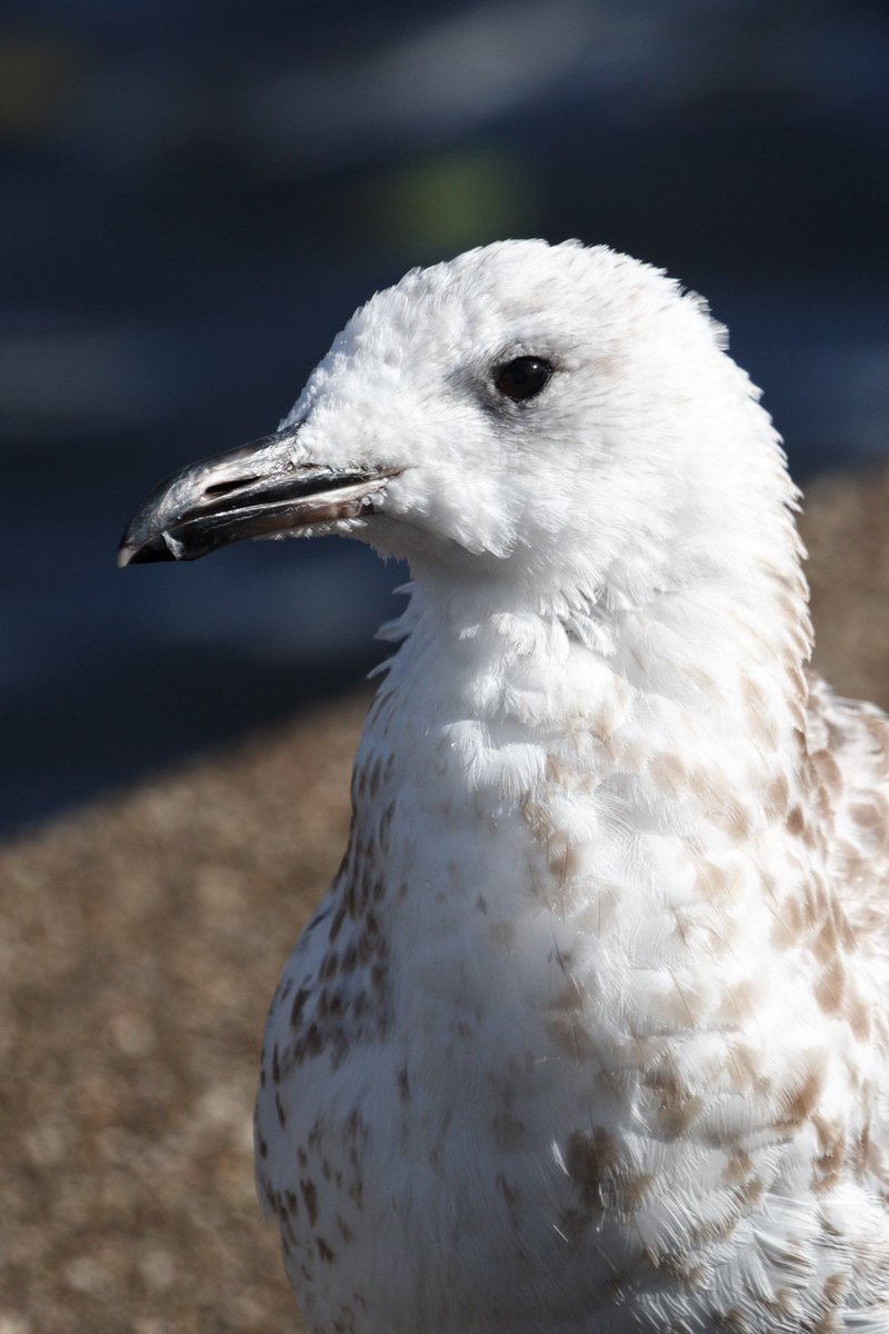 Sam Goddard tweet media