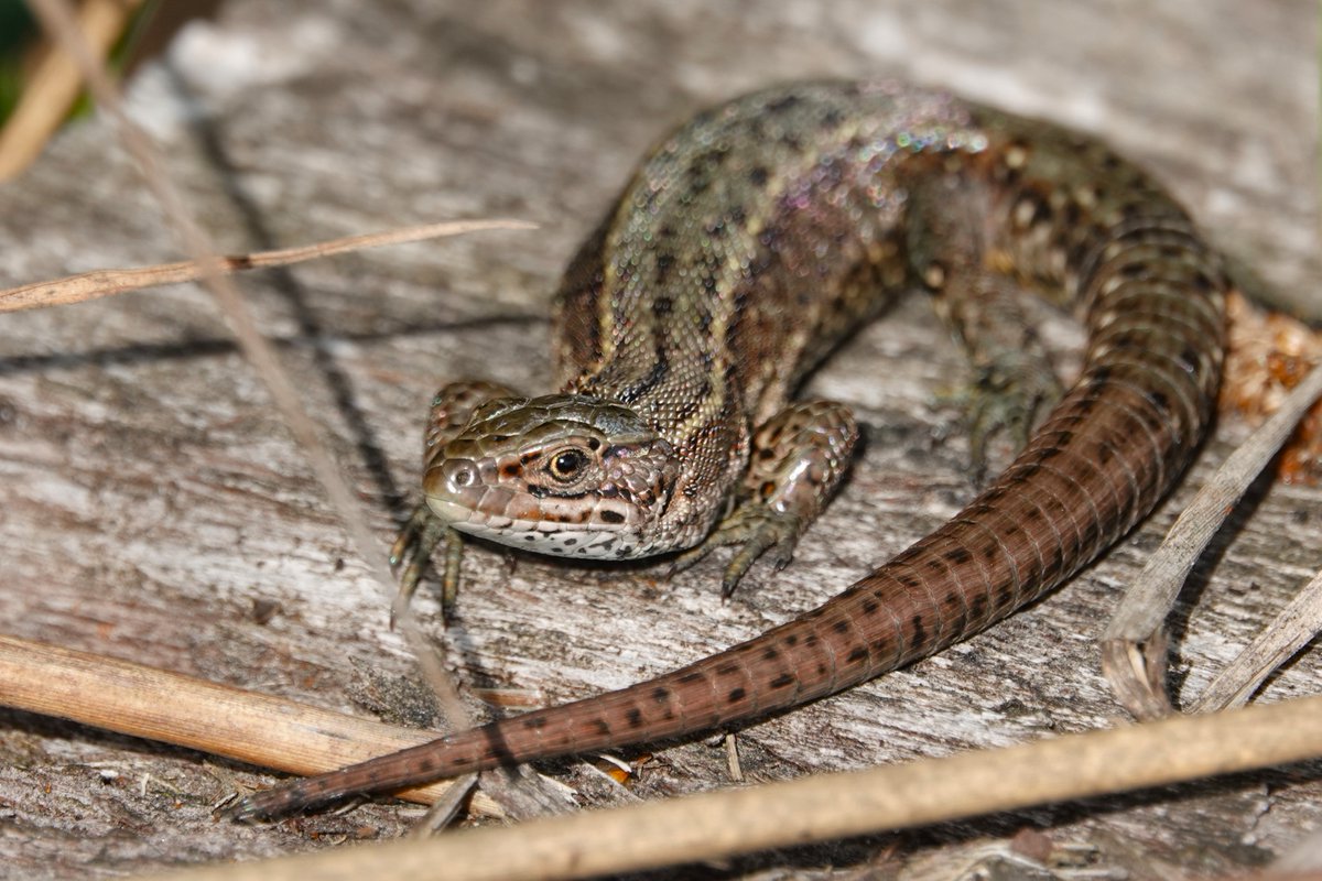We hadden oogcontact en ik moet bekennen dat ik een gesprekje met 'Lizzy' heb gevoerd. Gezegd dat ie lekker in het zonnetje kan blijven zitten, maar wel voorzichtig moet zijn.