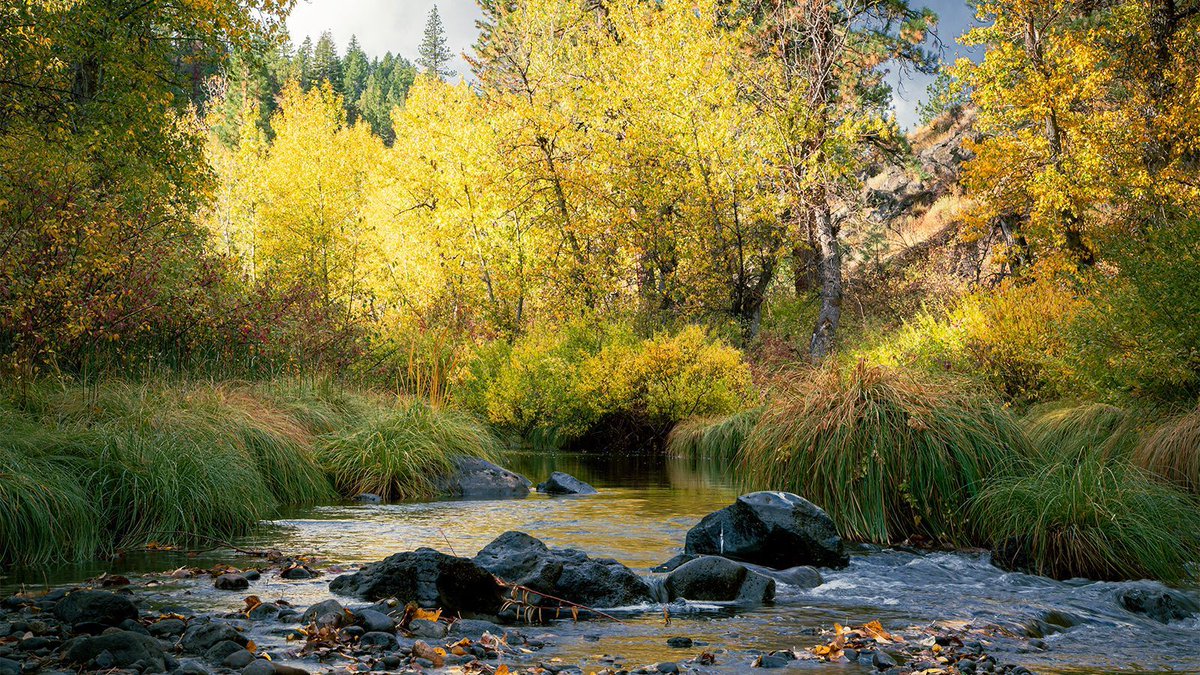 tpeakphotos's tweet image. Golden light, autumn colors, and the sound of the Susan River—had The Bizz all to myself on this autumn morning. 🍂 A perfect solo hike on one of Lassen County’s gems.

buff.ly/XI1bGck 

#BizzJohnsonTrail #AutumnHikes #RailsToTrails