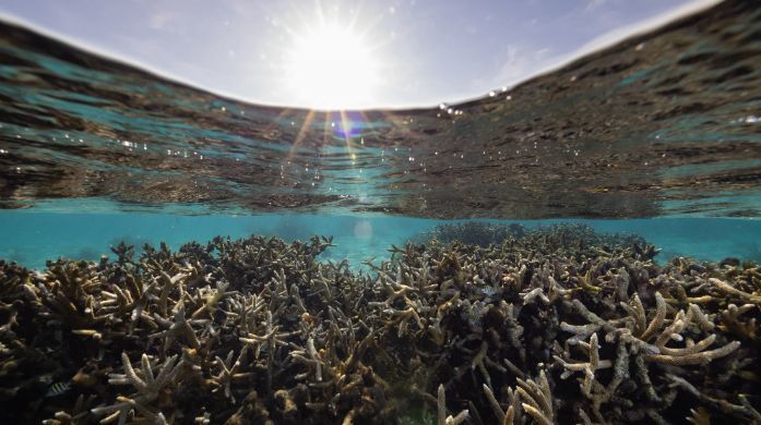 The Coral Reef Research Hub (@reef_research) on Twitter photo NEW CORAL RESEARCH: Building heat-resilient Caribbean reefs: integrating thermal thresholds and coral colonies selection in restoration (open access)
Read full paper here: peerj.com/articles/19987/
Abstract: Caribbean reefs face increasingly frequent and intense bleaching events, NEW CORAL RESEARCH: Building heat-resilient Caribbean reefs: integrating thermal thresholds and coral colonies selection in restoration (open access)
Read full paper here: peerj.com/articles/19987/
Abstract: Caribbean reefs face increasingly frequent and intense bleaching events,