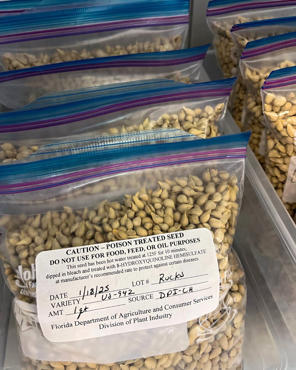📸  These citrus seeds from our Chiefland Budwood Foundation seed block will be donated to our #CitrusIndustry, where will eventually develop into trees that will be planted in the field.

#CitrusSeeds #FloridaCitrus #FloridaAgriculture #Budwood #Rootstock