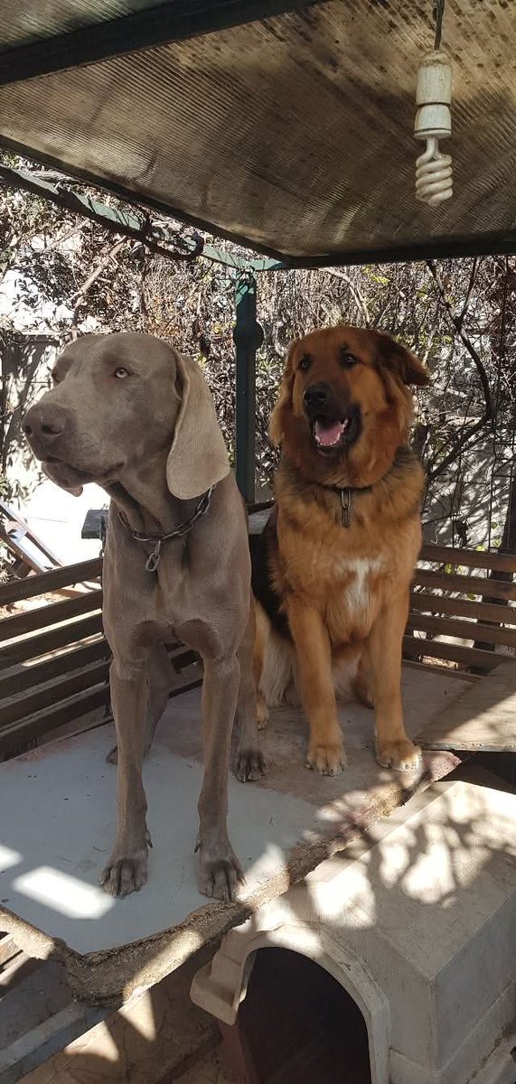 QUILPUE  BELLOTO SE BUSCAN, los vieron en Belloto Norte. Si los ven  🙏🙏🙏 avisar a 56979351818  o 56963097974 RRTT🙏