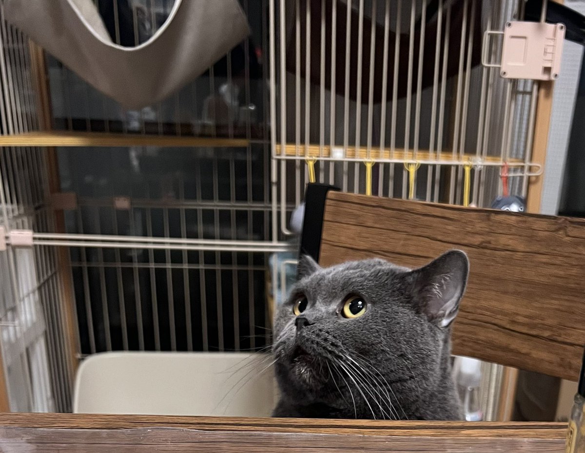 ぼくのごはん！！！

#ねこのいる生活 #保護猫 #保護猫と暮らす #元繁殖猫　#猫好きさんと繋がりたい