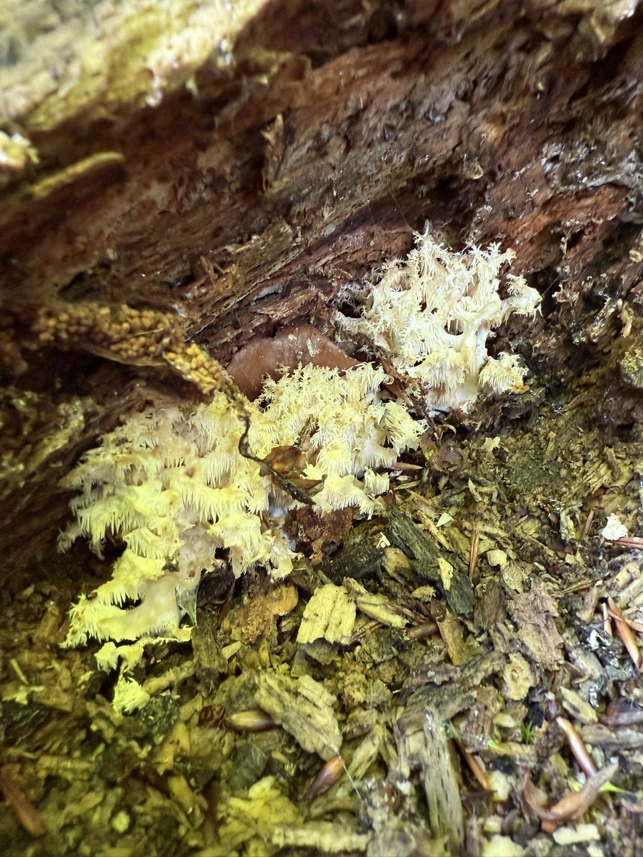 Nicht alle Pilze sind für den Korb bestimmt, auch wenn sie vielleicht essbar sind: manche Arten wie dieser Ästige Stachelbart (Hericium coralloides) sind so selten, dass wir uns einfach nur an ihrem Anblick erfreuen! Tatsächlich sind alle Stachelbärte theoretisch essbar, stehen