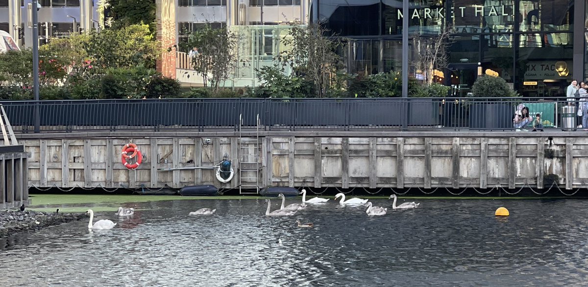 ReginaldBeer's tweet image. Seen today whilst walking from the workshop of #Frontispiece Ltd to #CanaryWharf this family of   #Swans enjoying some #sunshine between the #Rainfall