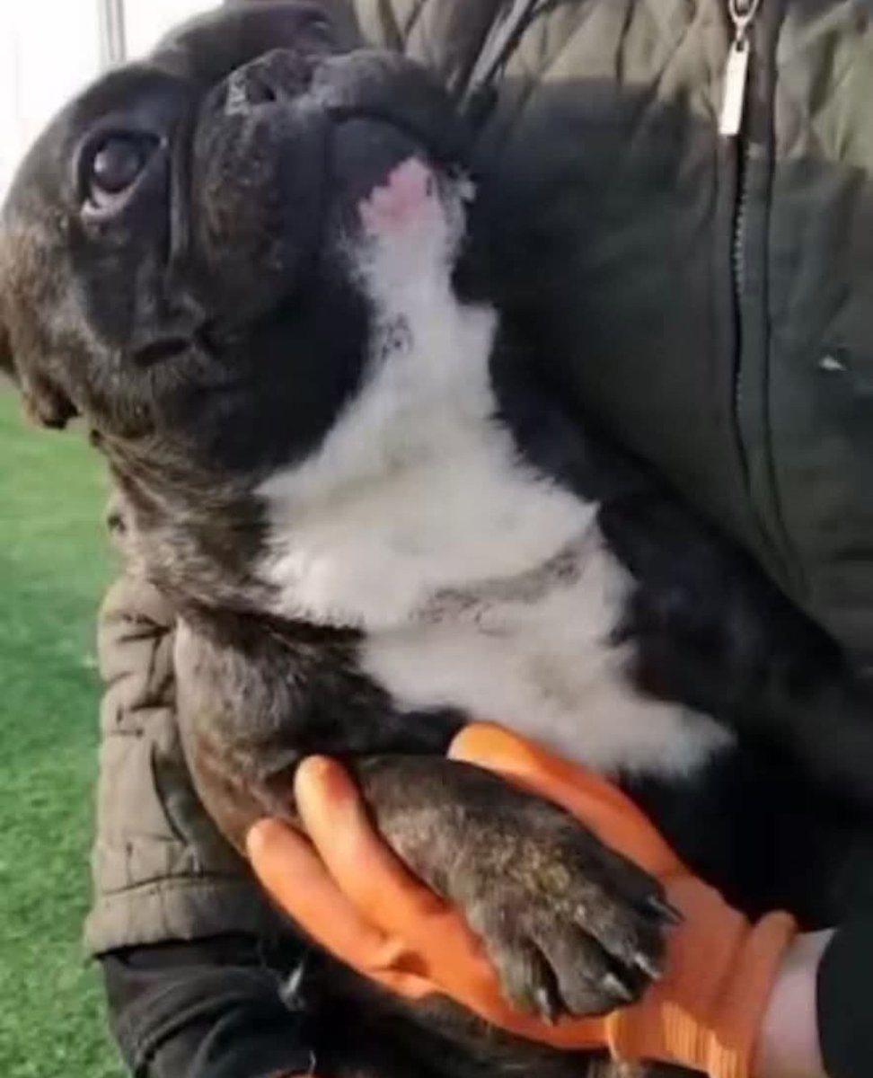 Our support against the heinous #DogMeatTrade in #China

Sharing from .<a href="/PawsofChina/">Paws of China</a>
➡️facebook.com/share/p/1CEN8z…
To help 👉 pawsofchina.org

"🐾 It’s $5 Friday — and we’re continuing our quest to get Bertie on his freedom flight.

Rescued from a dog meat truck in 2020,