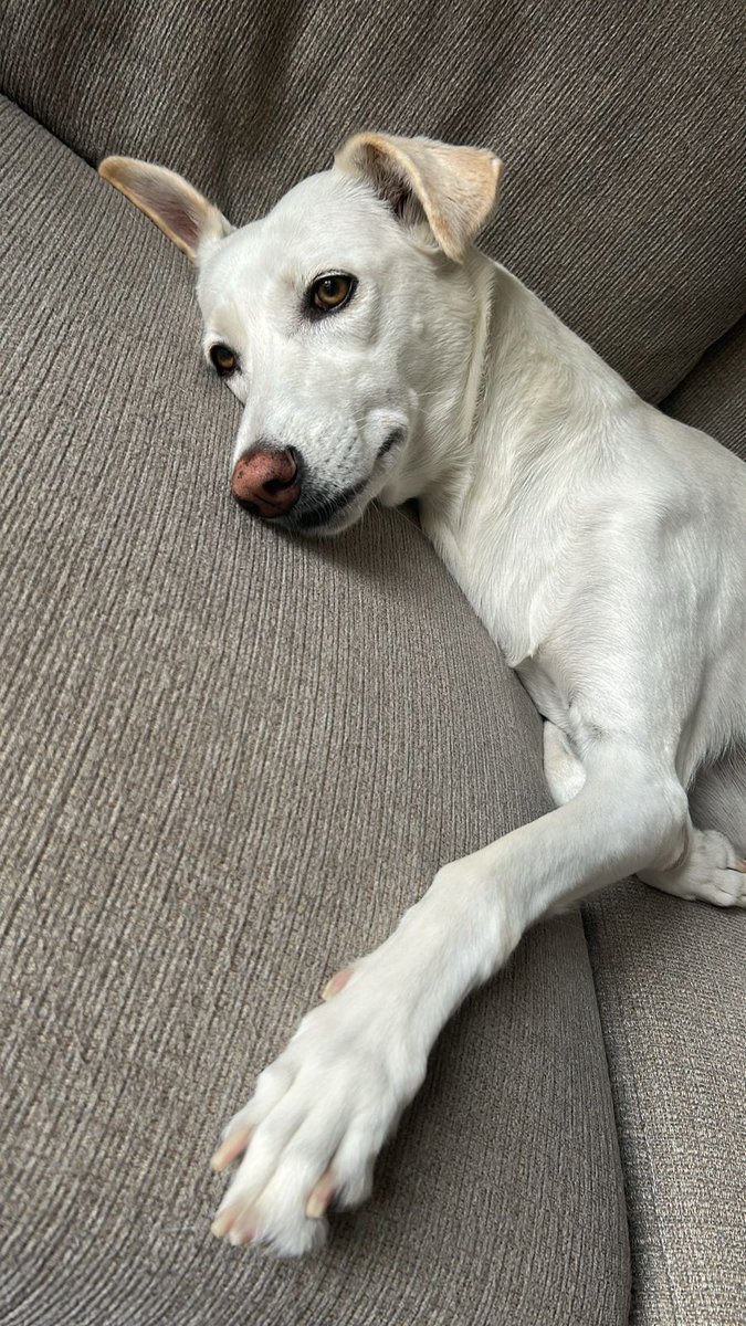 Nobody relaxes at home like Lucky anymore... Such a stressful dog's🐾