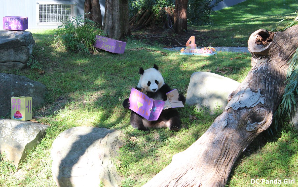 Hanging with the birthday girl 🐼🥰💞🎉🎂🌈 <a href="/NationalZoo/">National Zoo</a> #pandas #panda #giantpanda #Birthdaygirl