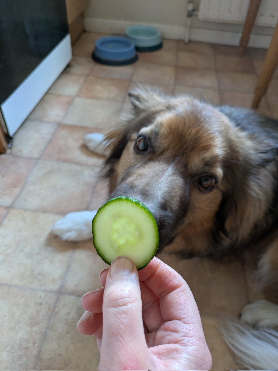 CamasTheCollie's tweet image. I have discovered that I like cucumber. 🐾🐾😋
#BorderCollie
#Tasty
#Yum
#FridayMotivation