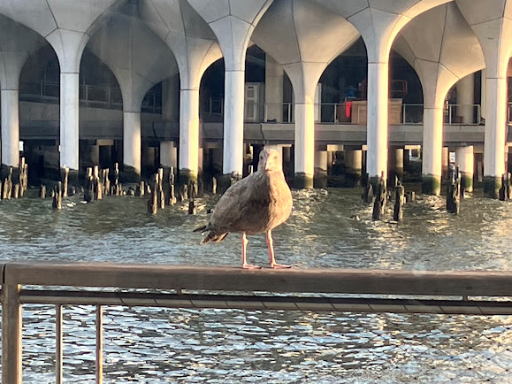 kirby_usa's tweet photo. Seagull looking right at me. Hudson River Park, Chelsea, NYC.
#photography #NaturePhotography #art #photographers #NYC #parks #trees #Cityliving #iloveny #timeoutnewyork #ThePhotoHou #Cityliving #nycgo #thisisnewyorkcity @HudsonRiverPark @OutdoorPhotoMag https://t.co/KiETYHjwJe