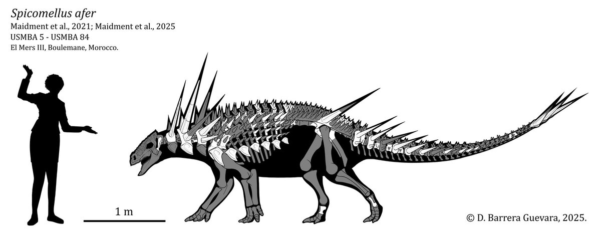African Spike Collar!

Spicomellus afer

Maidment et al., 2021; Maidment et al., 2025

USMBA 5 - USMBA 84

El Mers III, Boulemane, Morocco.