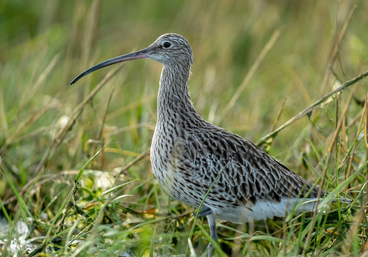 We have a very interesting online talk coming up on Wednesday 24th September about 'Farming and Curlew' which will be presented by Sam Kenyon. The talk will start at 19:30. For more details and the link to join, please click on the link below:
gowerbirds.org.uk/event/farming-…