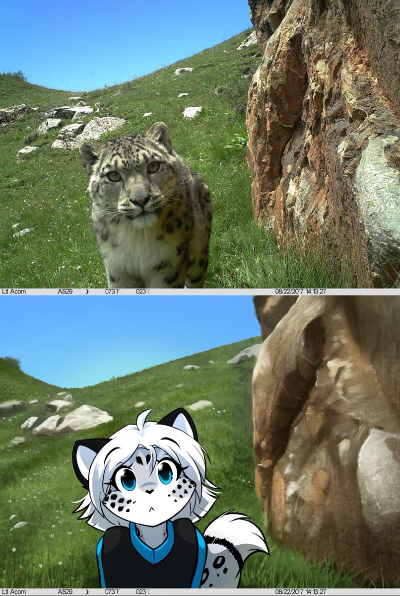 Snow leopard spots a trail cam.