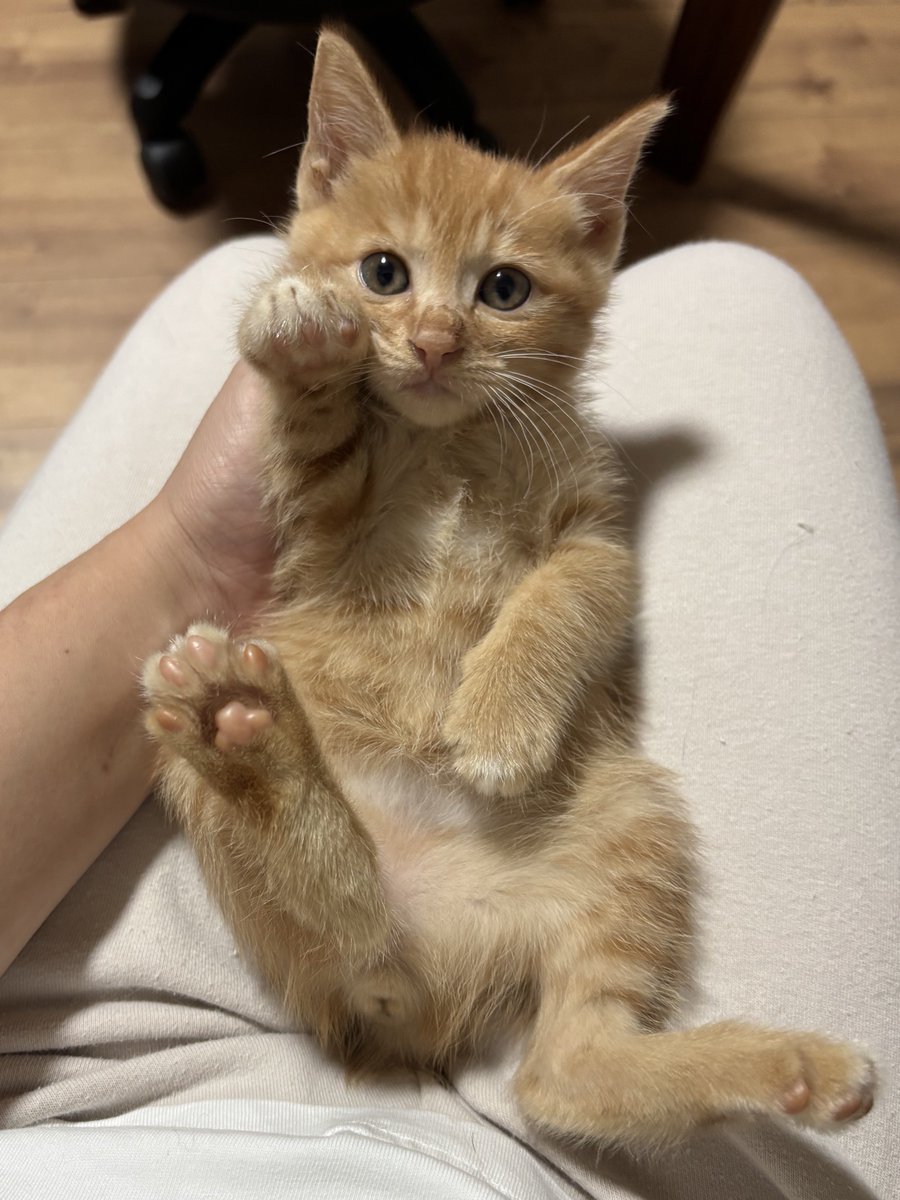 さくらねこ🌸地域猫活動🌸 on X: 
